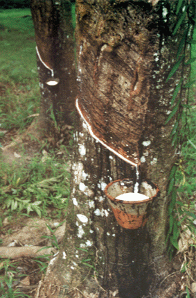 A freshly tapped Rubber Tree collecting Latex milk - usually done at night.