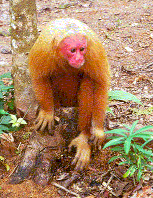 They call this guy an 'English Monkey' because of his red face, but he's really a Cappuchin